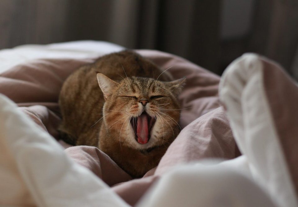 How can I design a website that is GDPR compliant?