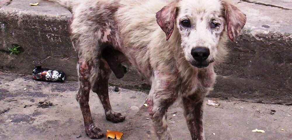 How can I optimize images for web without losing quality?