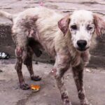 How can I optimize images for web without losing quality?