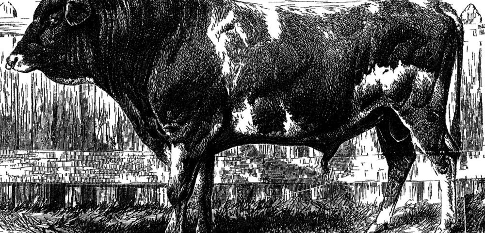 How to choose an SEO company in Sydney?