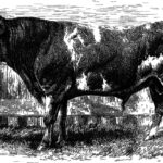 How to choose an SEO company in Sydney?