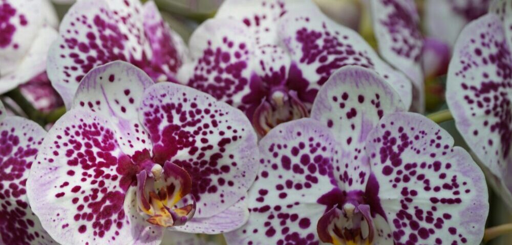 How to combine SEO with PPC in Melbourne?