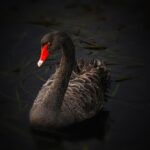 How to do SEO for Australian non-profit organizations in 2026?