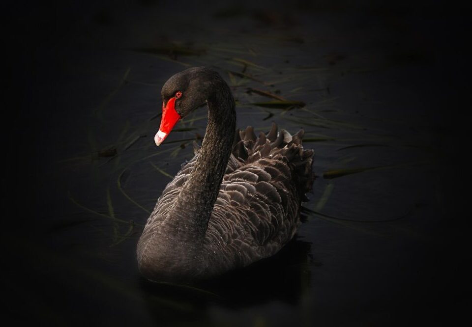 How to do SEO for Australian non-profit organizations in 2026?