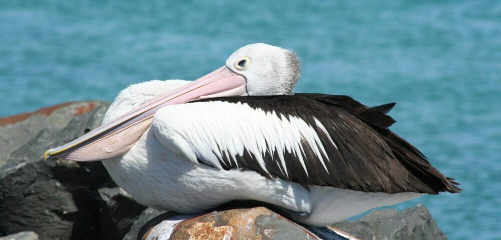 How to get backlinks from Sydney websites?