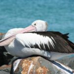 How to get backlinks from Sydney websites?