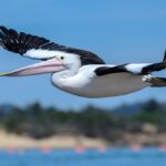 How to optimize for Google's Multitask Unified Model in Australia 2026?