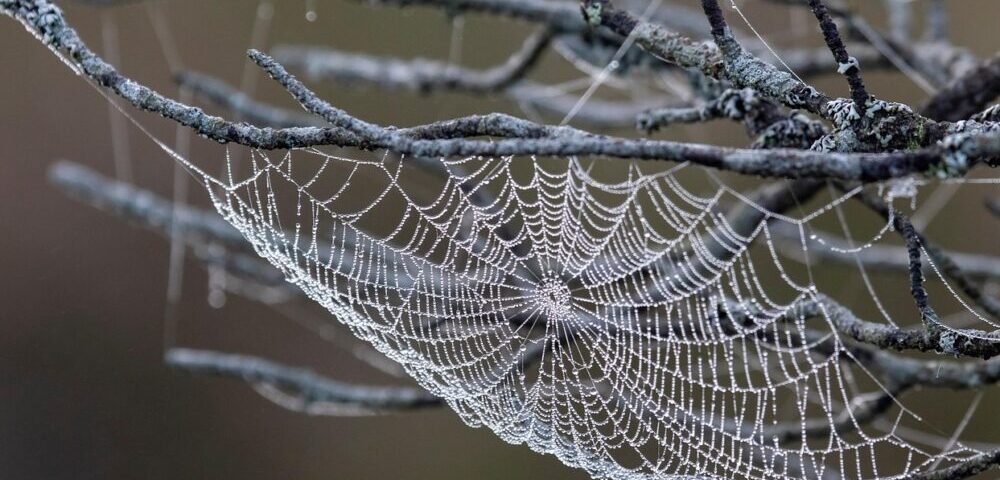 How to use custom cursors in web design 2026?