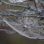 How to use custom cursors in web design 2026?