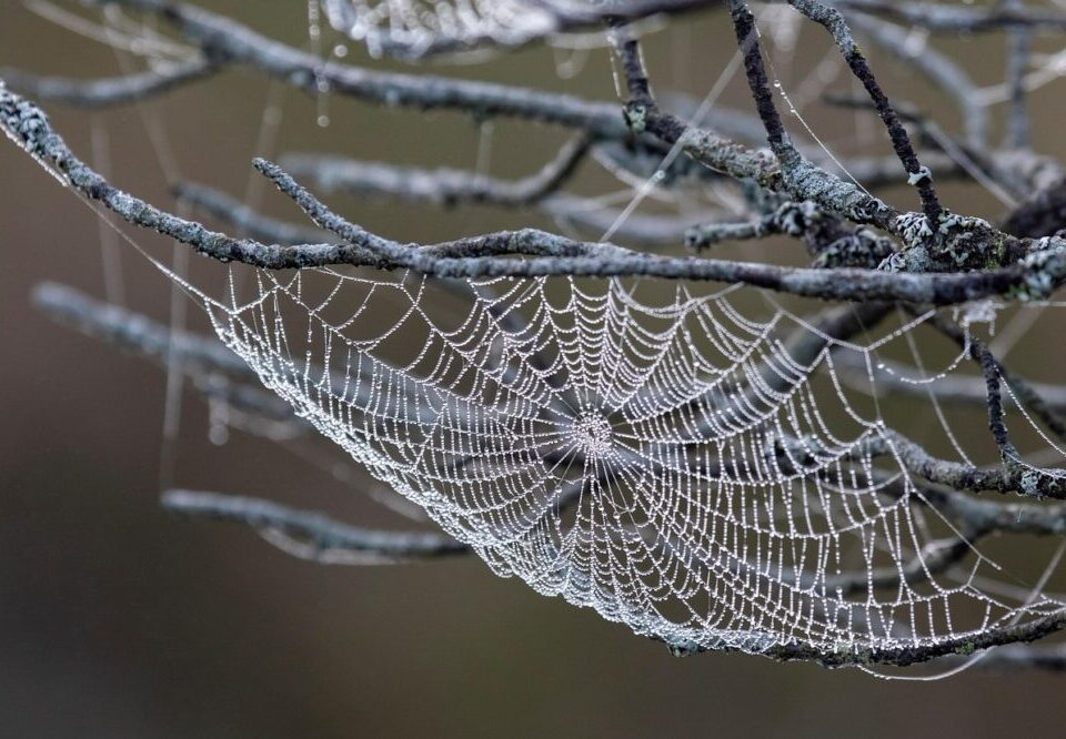 How to use custom cursors in web design 2026?