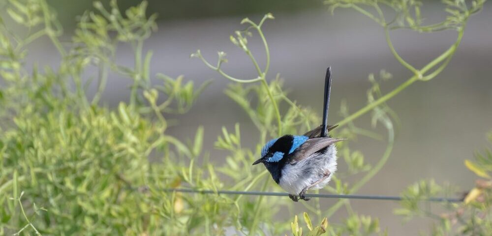 What are the SEO benefits of guest posting for Australian sites in 2026?