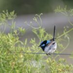 What are the SEO benefits of guest posting for Australian sites in 2026?