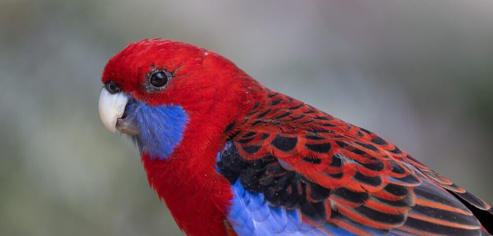 What are the SEO benefits of podcasting for Australian audiences in 2026?