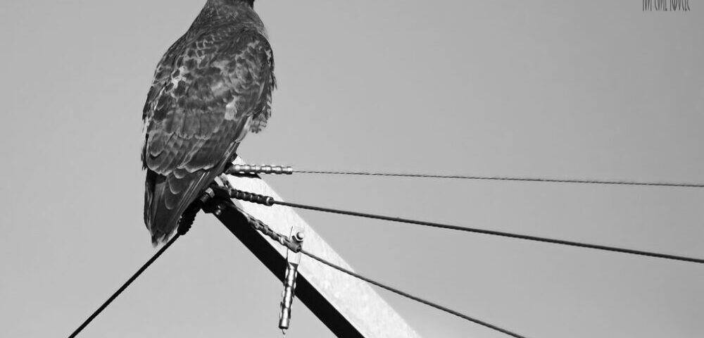 What are the SEO considerations for Sydney CBD businesses?