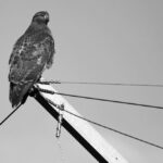 What are the SEO considerations for Sydney CBD businesses?