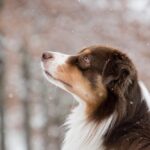 What are the SEO trends for Australian tourism in 2026?