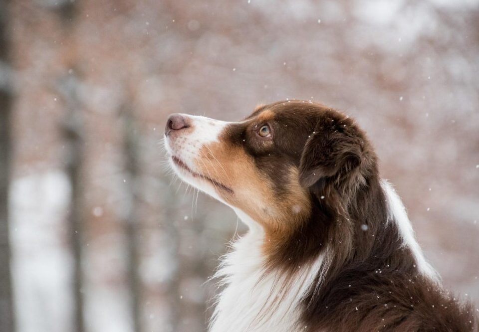 What are the SEO trends for Australian tourism in 2026?