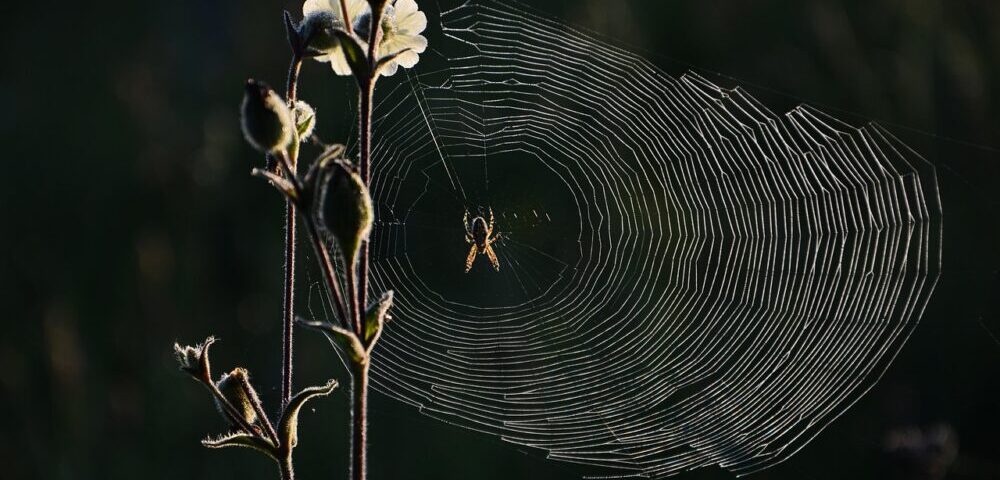 What are the top web design trends for 2026?