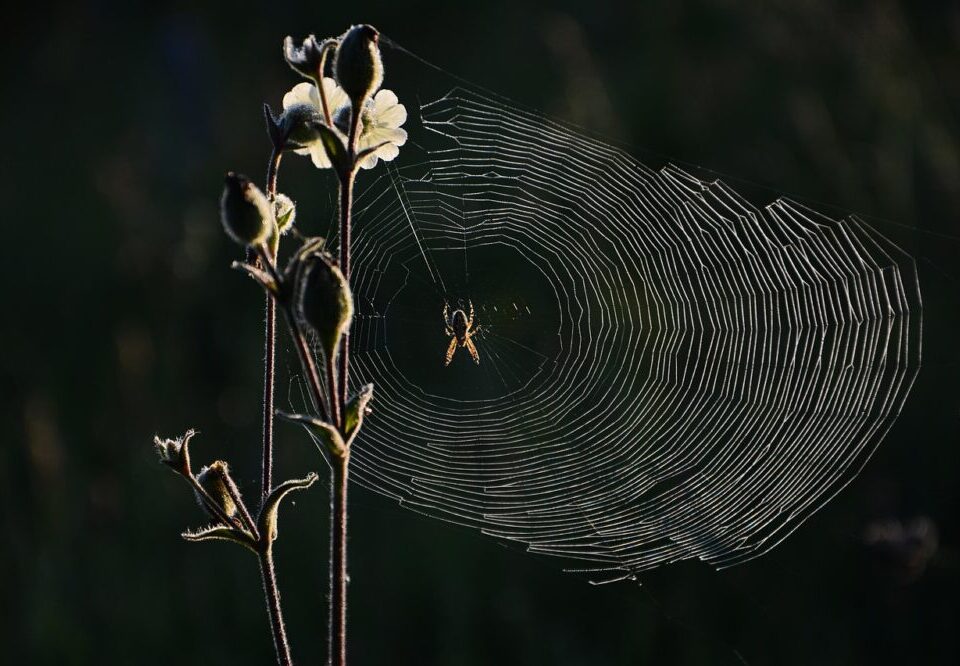 What are the top web design trends for 2026?