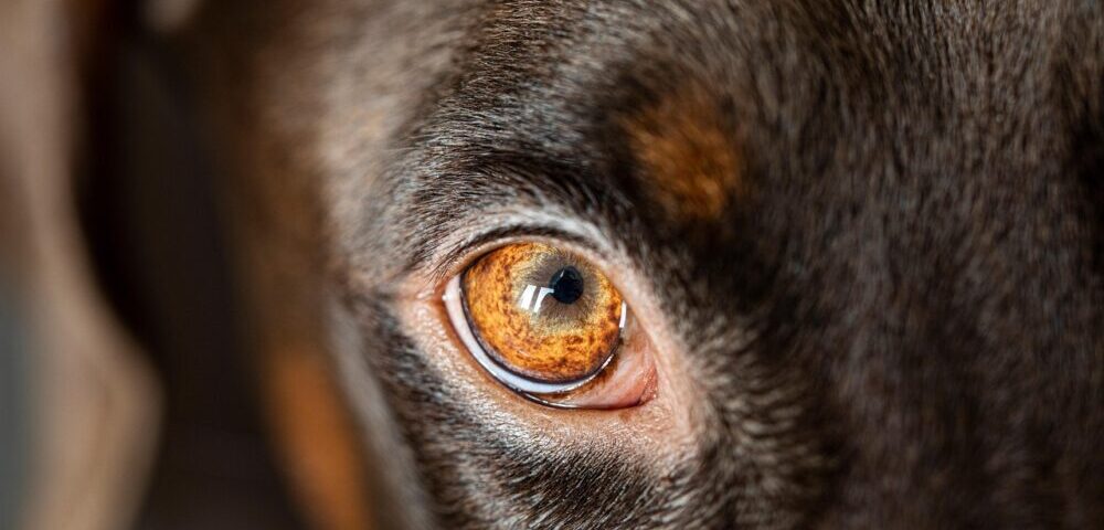 What is the best SEO agency in Sydney for 2026?