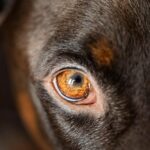 What is the best SEO agency in Sydney for 2026?