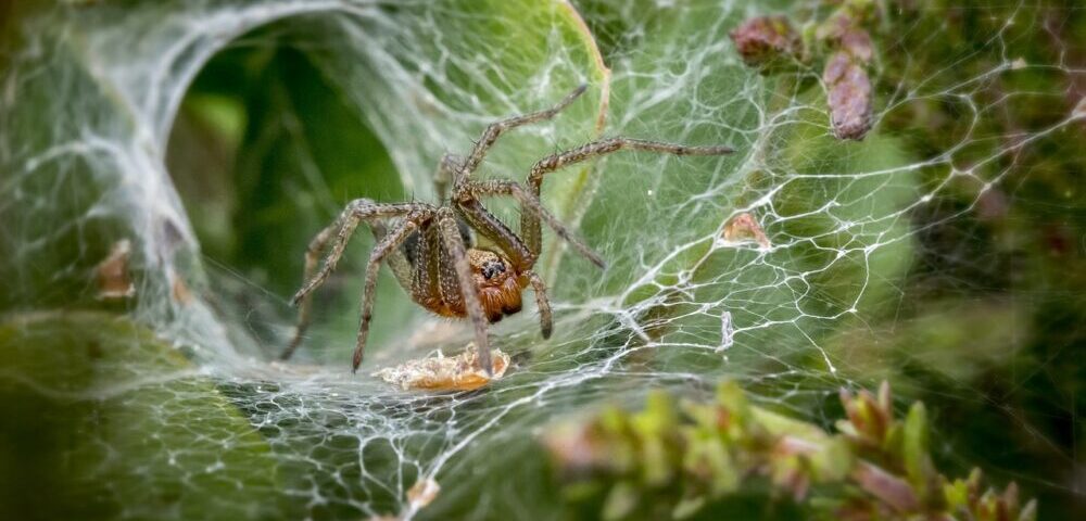 What is the impact of WebAssembly on web design 2026?