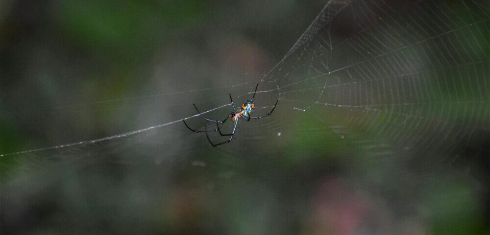 What is the importance of contrast in web design 2026?