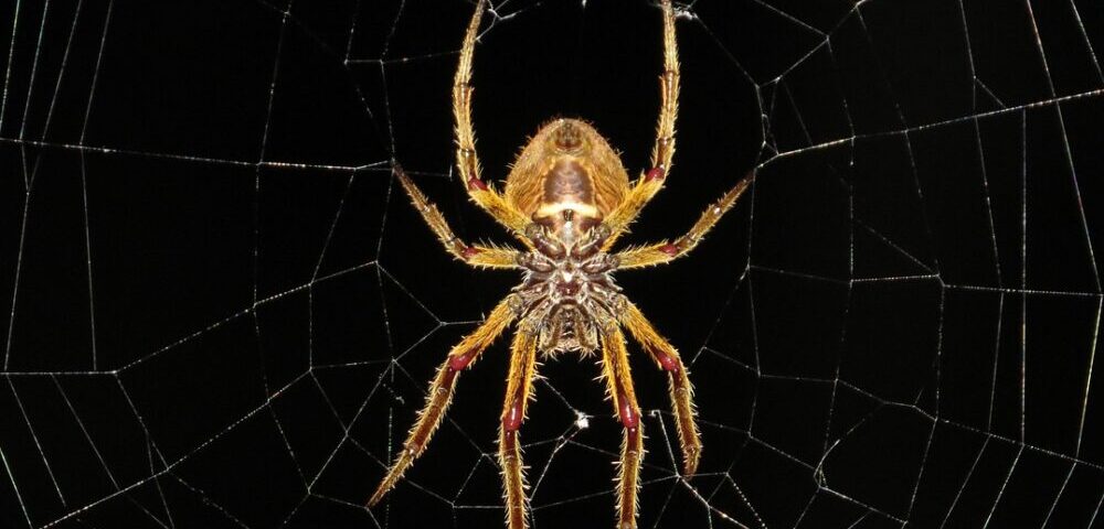 What is the role of consistency in web design 2026?