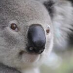 What is the role of content length in SEO for Australia 2026?