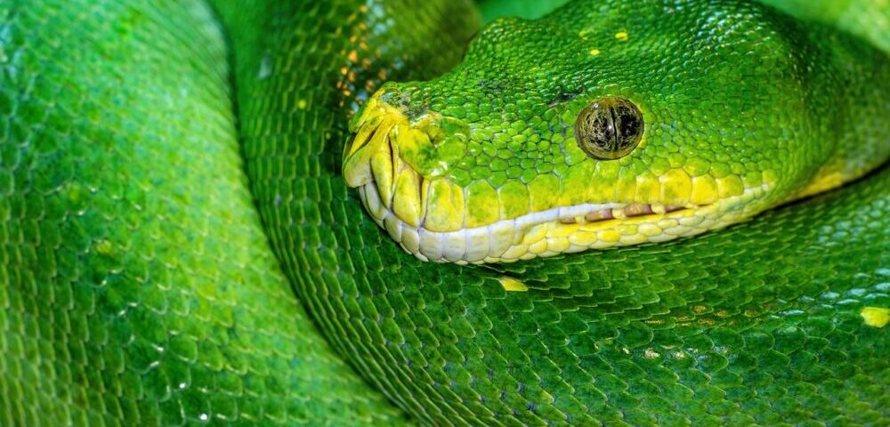 What is the role of internal linking in SEO for Australia 2026?