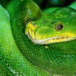 What is the role of internal linking in SEO for Australia 2026?