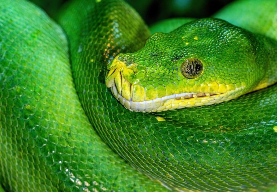 What is the role of internal linking in SEO for Australia 2026?