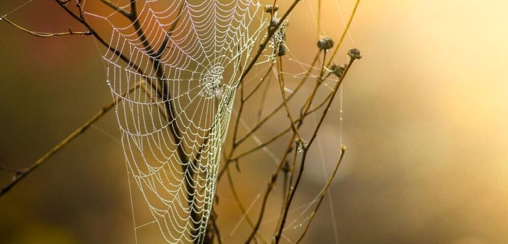 What is the role of personalization in web design 2026?