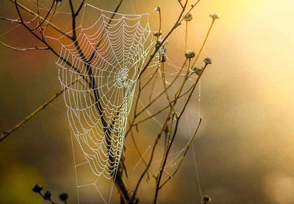 What is the role of personalization in web design 2026?