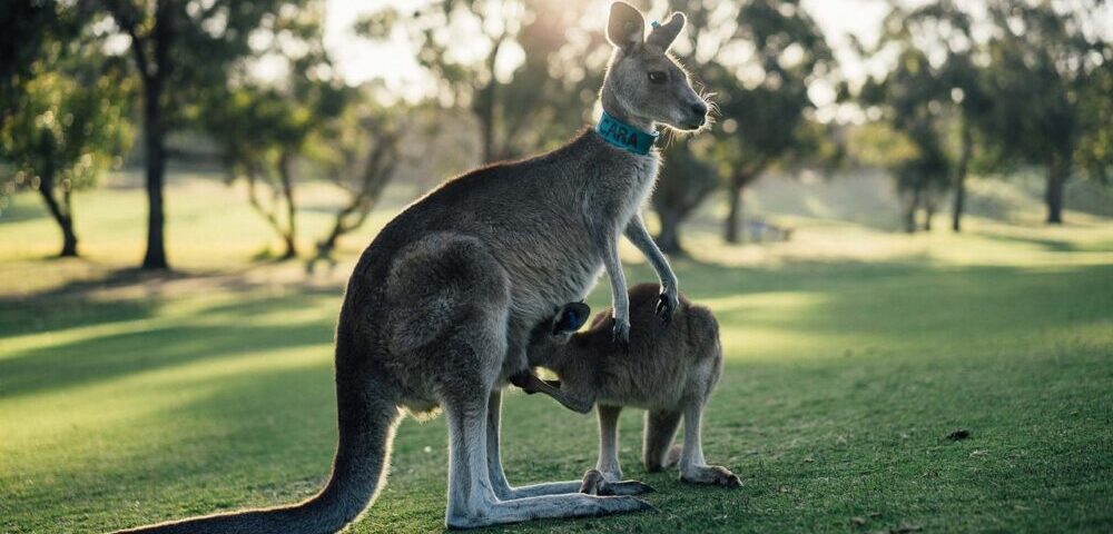 What is the role of social signals in SEO for Australia 2026?