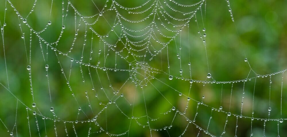 What is the role of video backgrounds in web design 2026?